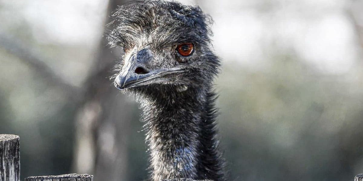 Animal Kailed, Another Injured in Hailstorm at Missouri Zoo