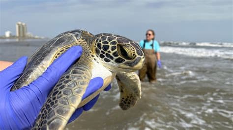 Nothing Like Experiencing It’: More Than 100 Sea Turtles Released into Gulf After Winter Rescue Efforts