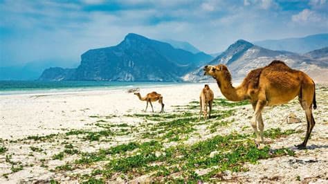 Planning a Trip to Oman? Important HIV Testing Requirements for Travelers