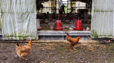 Belgium to Cull 55,000 Chickens Following Bird Flu Outbreak
