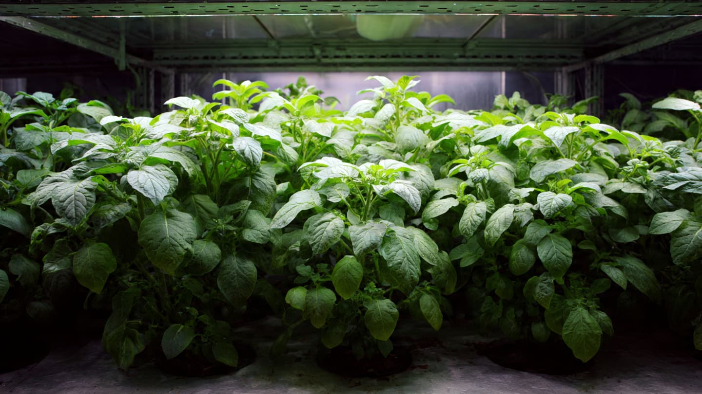 From fiction to field, a space potato begins its quiet journey