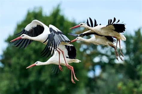 A Real Sensation’: White Storks Return to Chernobyl After Two Decades