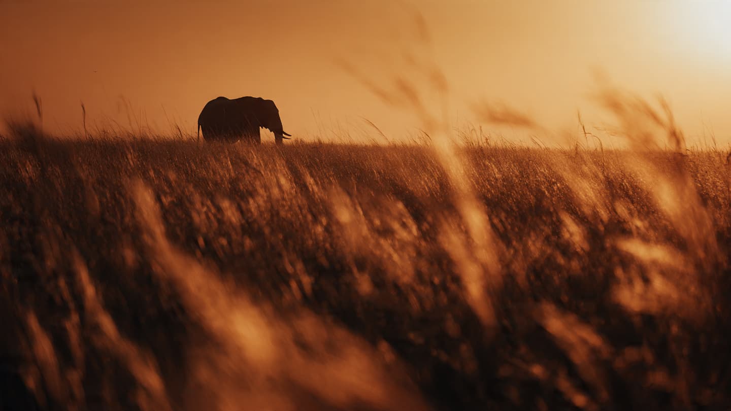 When the Giant Crosses the Human Path: The Heavy Weight of a Wilderness Loss