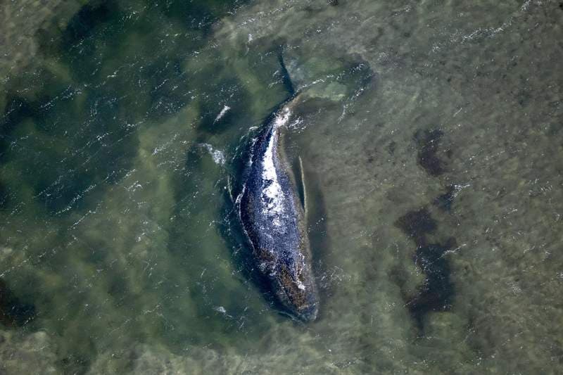 Rescuers Release Humpback Whale That Was Stranded Off German Coast