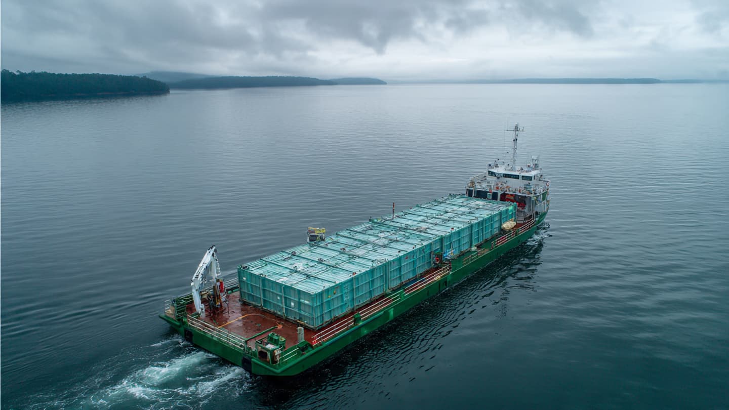 Between Tide and Release: Reflections on a Whale’s Journey Back to the Open Sea