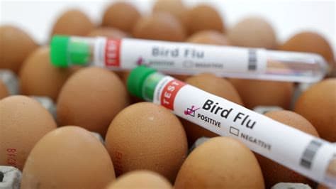 Essai de vaccin contre la grippe aviaire contre une souche potentielle de pandémie