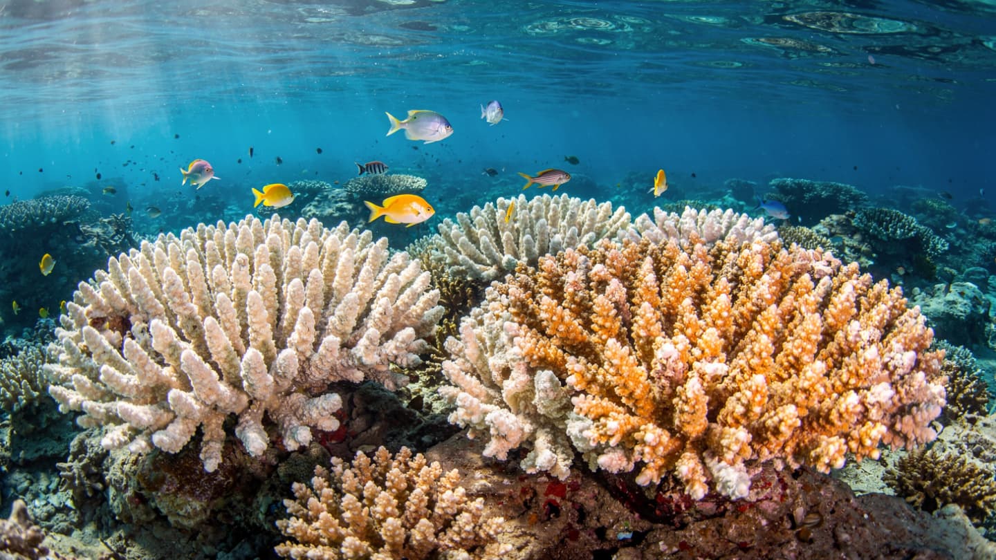 The Fragile Breath of the Deep: Watching the Fading Colors of the Okinawa Reefs