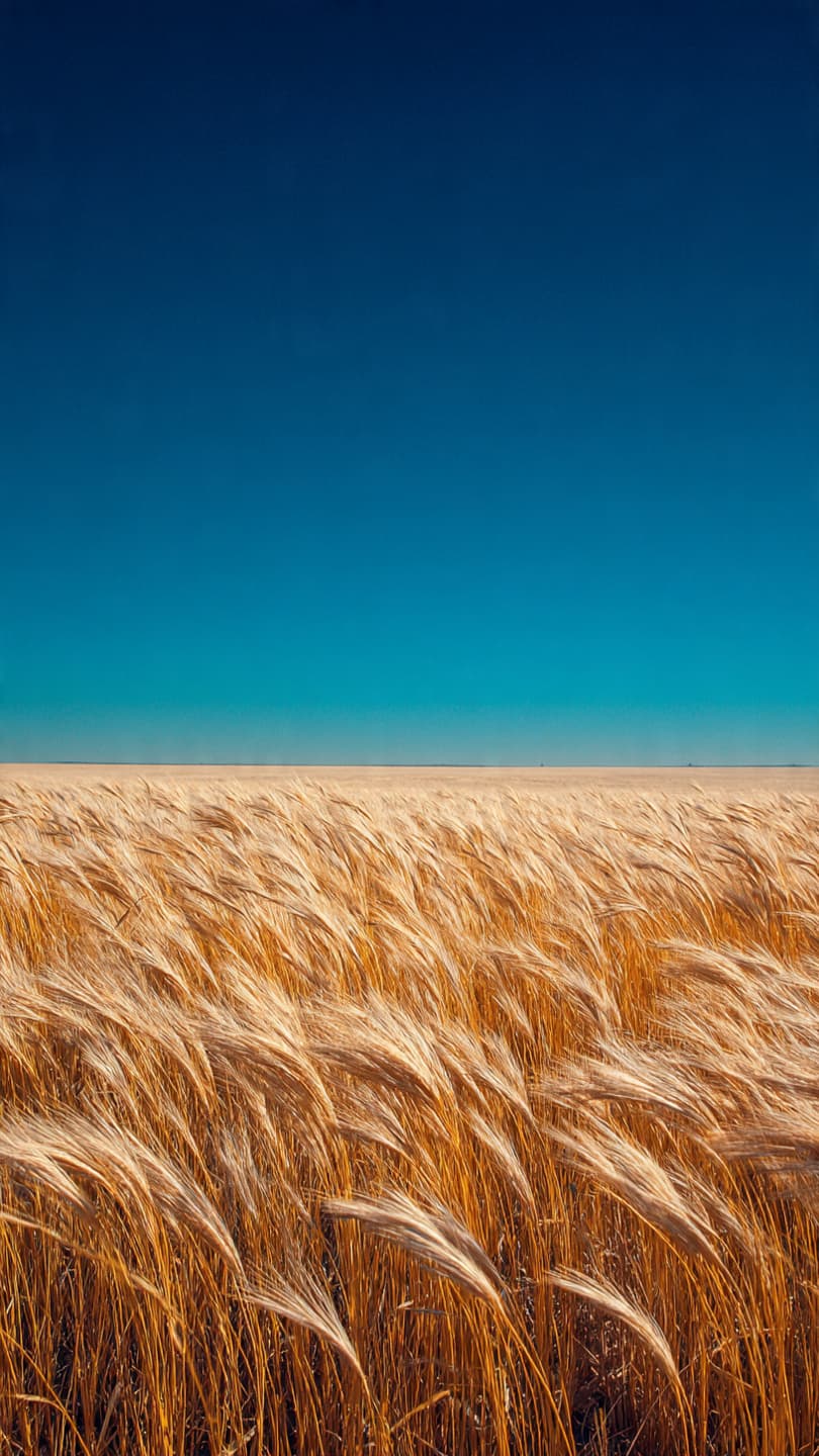 The Silent Field: Reflections on the Gash-Barka Harvest