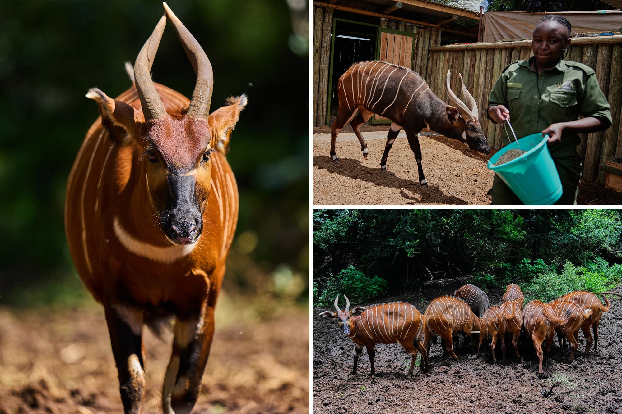 ‘Ghost of the Forest’ Returns to Kenya as Conservationists Reintroduce Rare Antelope Into the Wild