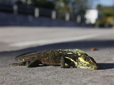 Florida Euthanizes 5,195 Iguanas After Cold Snap Stuns the Invasive Reptiles
