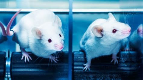 Reality of Toxicity Tests on Animals Exposed in New Footage