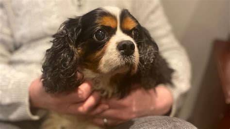 Lost Spaniel Found Freezing but Safe After Two Weeks in the Wild