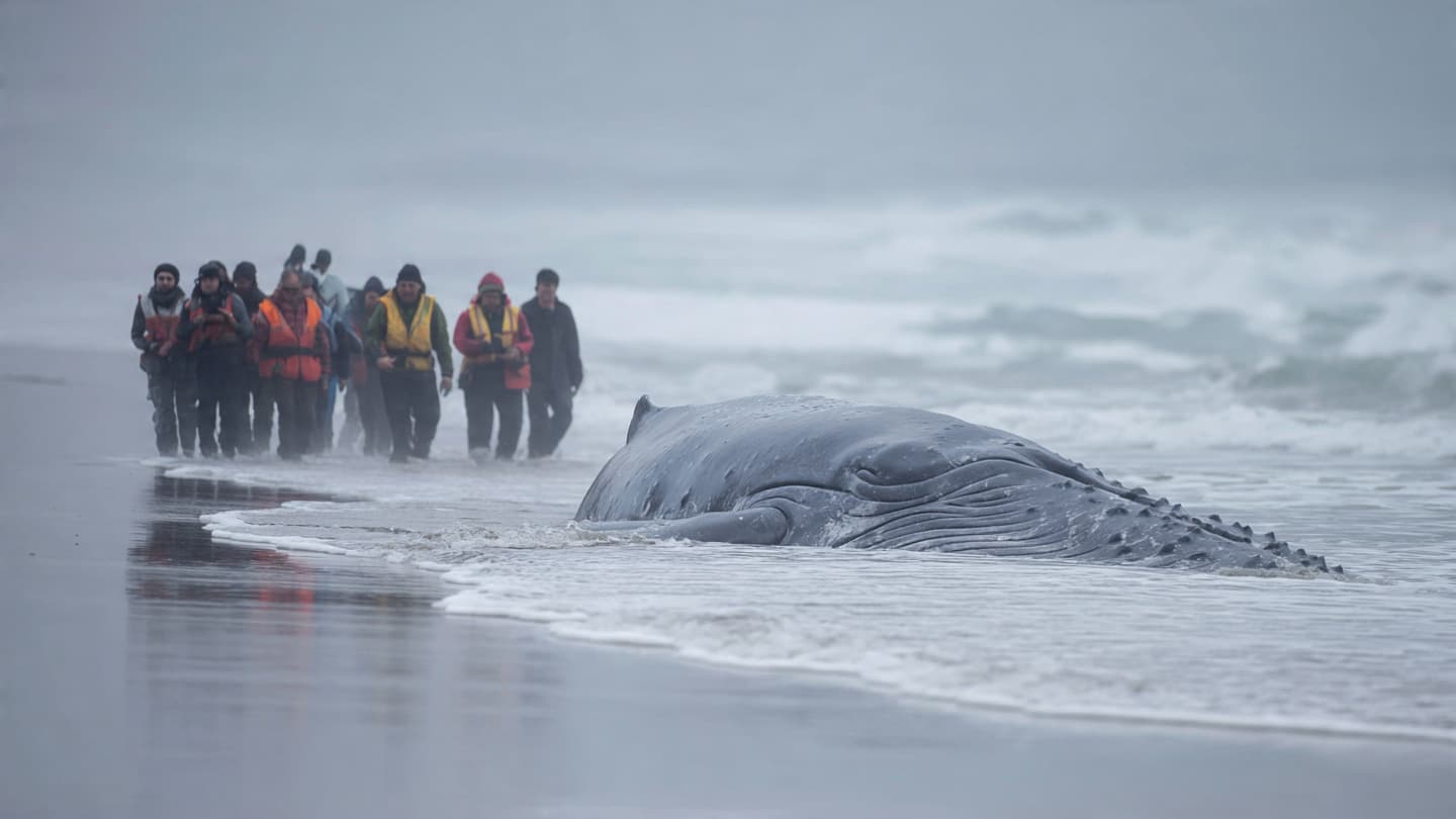 When Wealth Meets the Tide, Can Rescue Follow Without Disturbance?