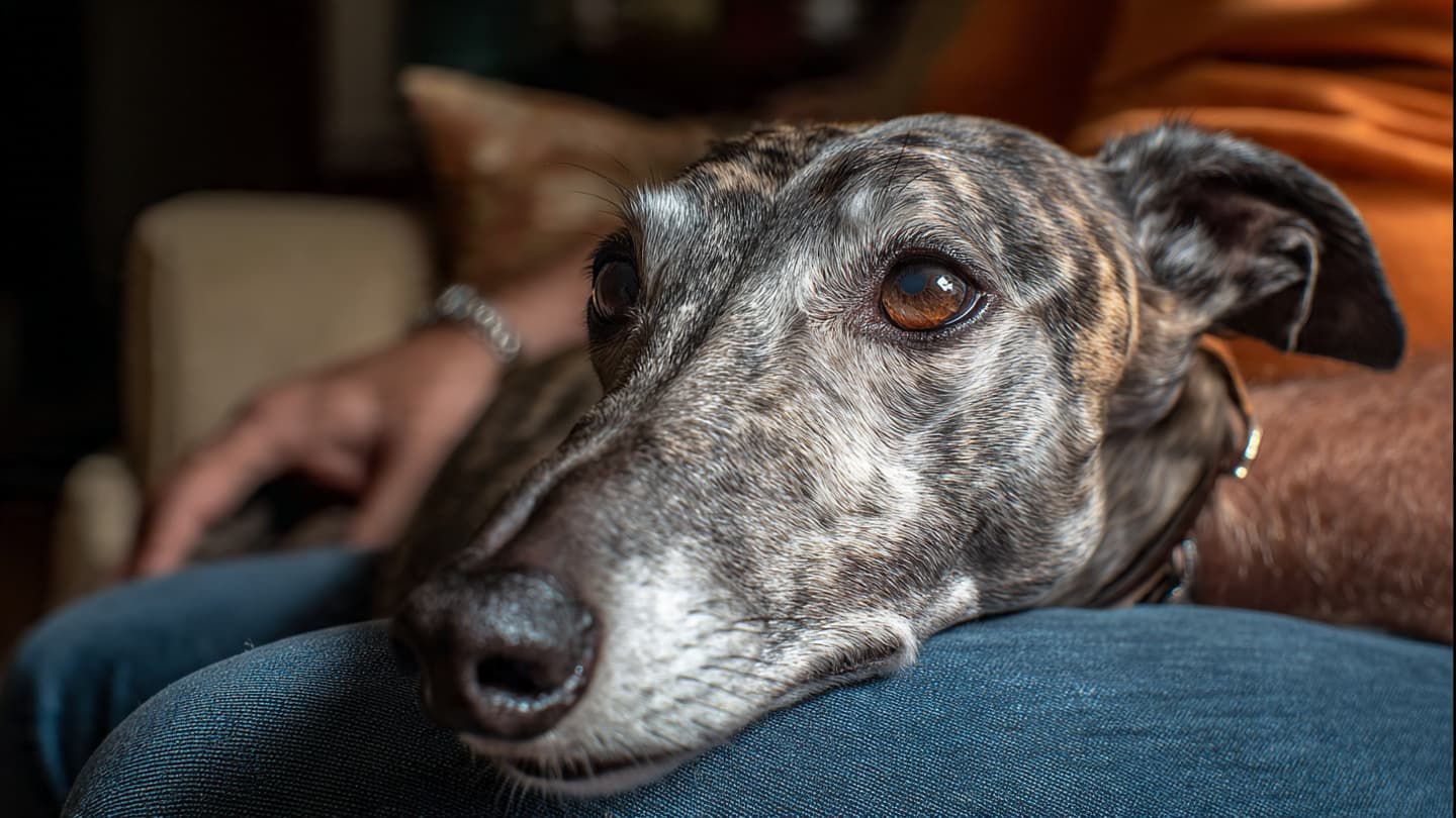 When the Racing Heart Finds a Resting Place: Watching the New Zealand Adoption