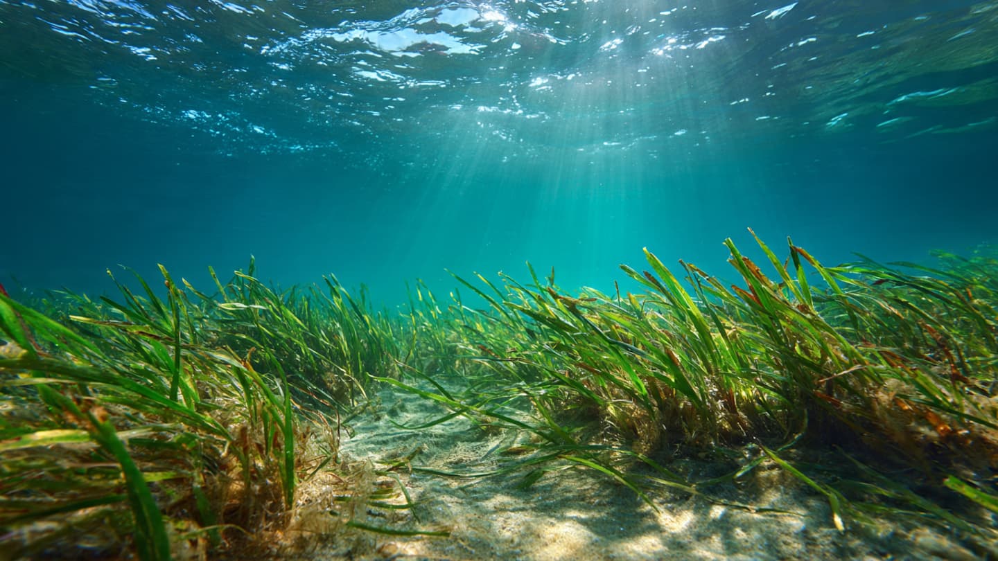 The Azure Sanctuary: Reflections on the Silent Return of Marine Life to the Serbian Coastline