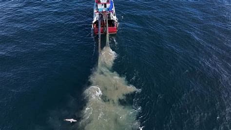 Taxpayer-Funded Bottom Trawling Costs Europe Billions. Has Turkey Found the Solution?