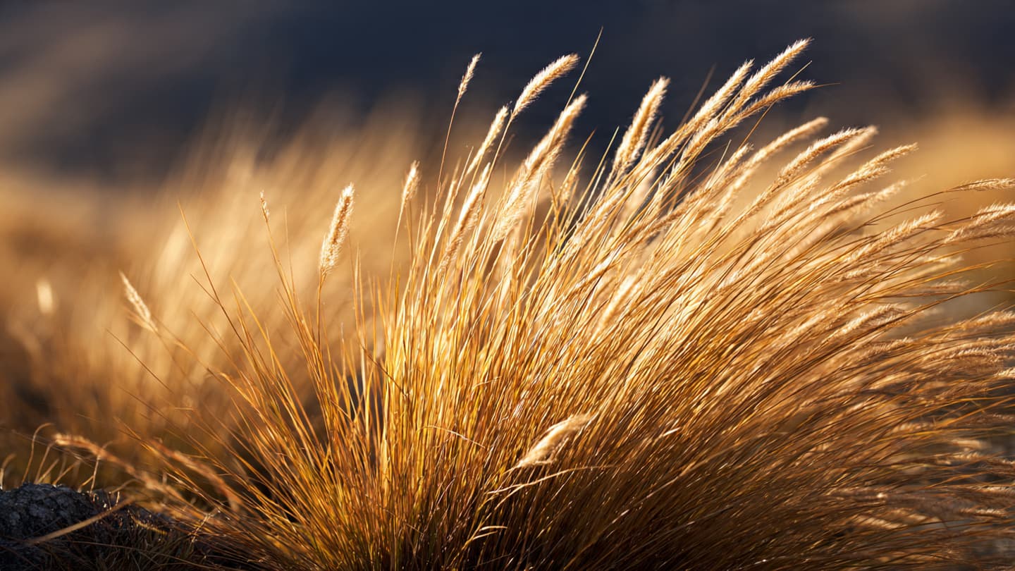 Between the Granite and the Grass: Reflections on the Silent Stature of the Mackenzie Basin