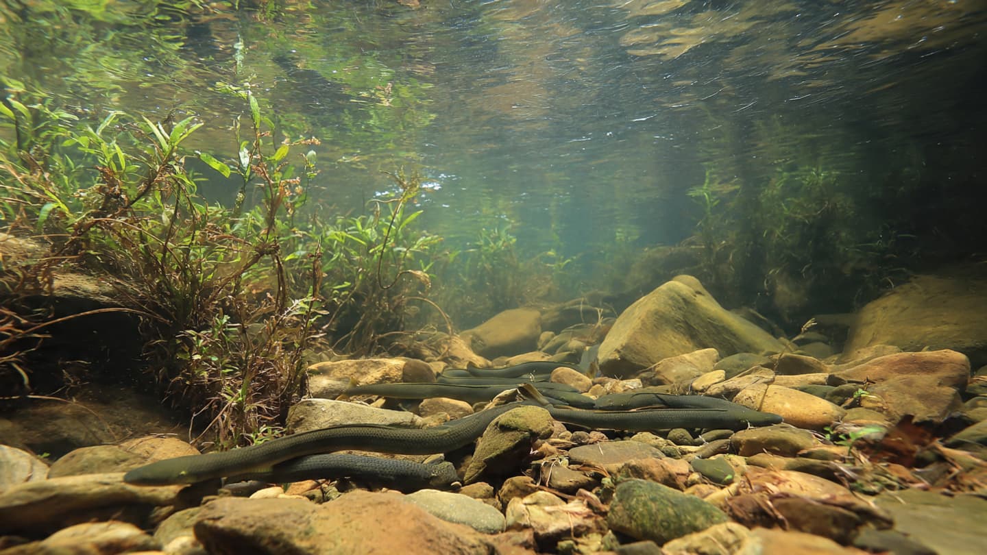 From pollution to renewal, a lake begins a quiet transformation