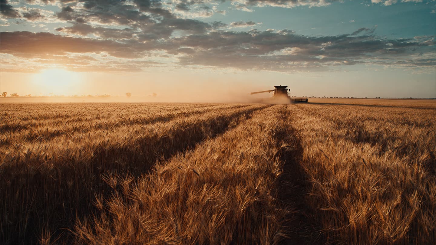 The Soft Sway of the Golden Wheat Under the Vast and Ancient Australian Summer Sky