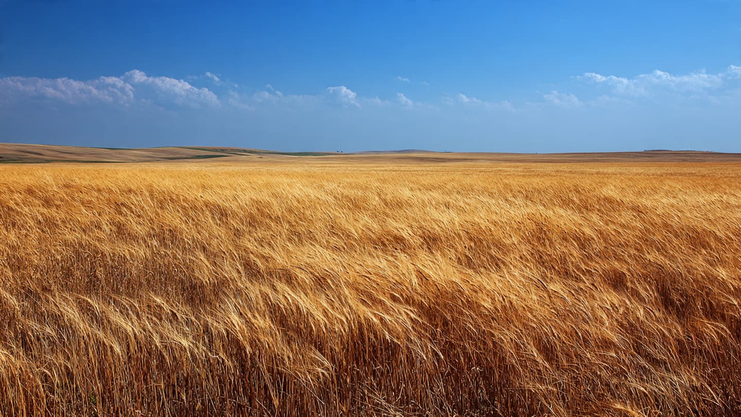 The Golden Pulse of the Plains, Observing the New Resilience of the Serbian Harvest