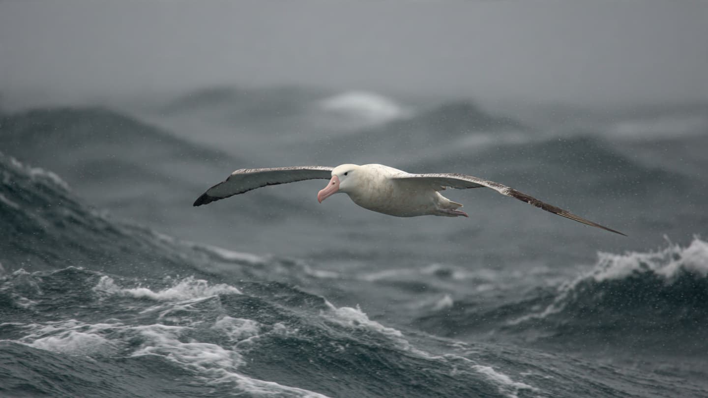 Where the Foam Meets the High Cliff Edge, Observing the Sentinels of Taiaroa