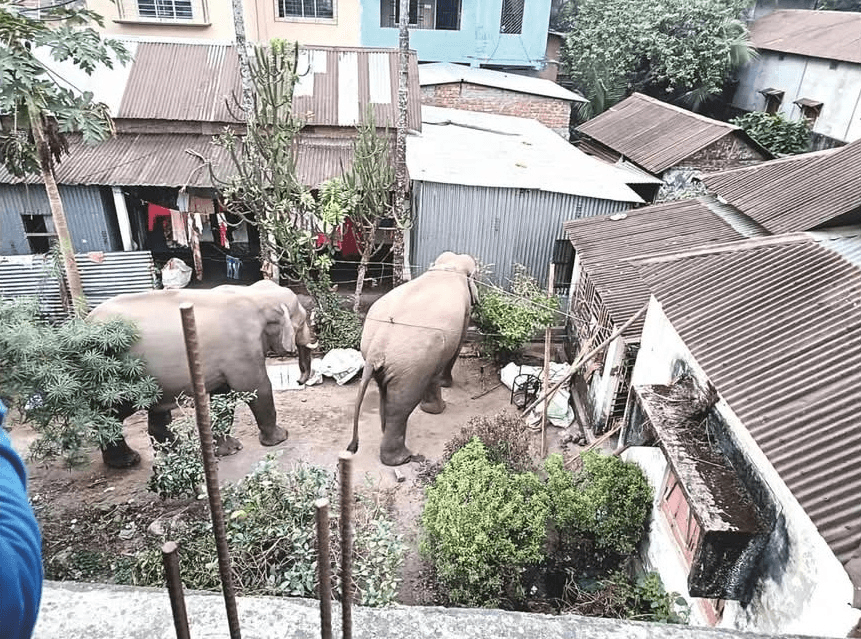 Tragedy in the Wild: Rogue Elephant Attacks Innayin Community, Sparking Urgent Search