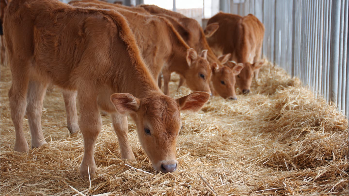 When Hunger Speaks Louder Than Play, Calves Show Their Priorities