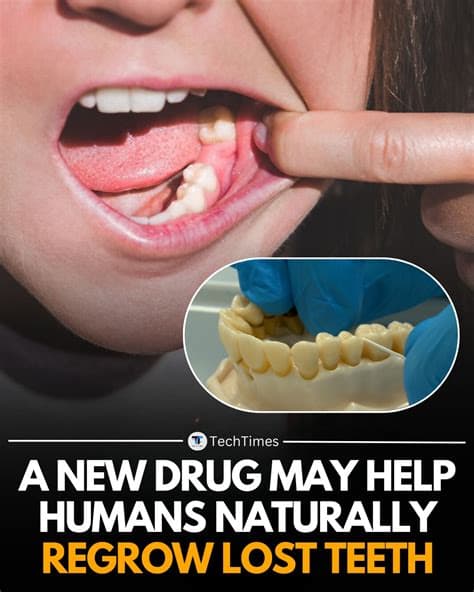 Human Trials Commence for Revolutionary Drug That May Enable Adults to Regrow Teeth