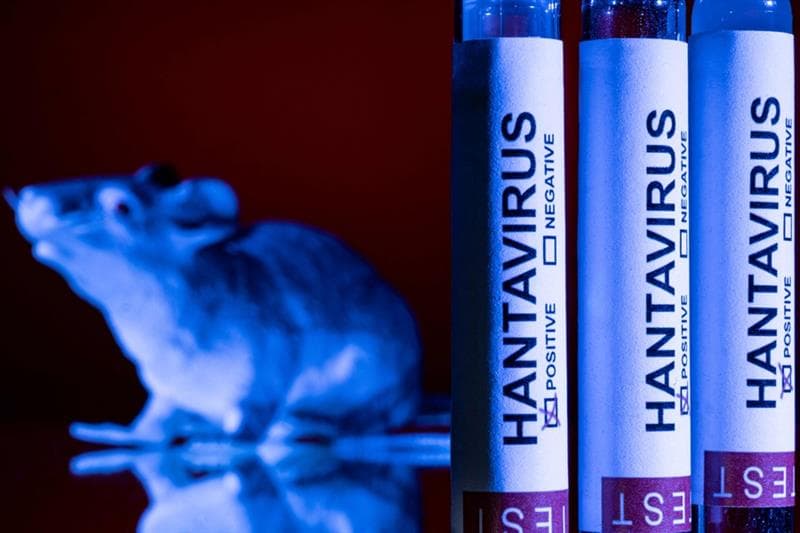 'No indication' Andes strain of hantavirus has mutated: EU agency