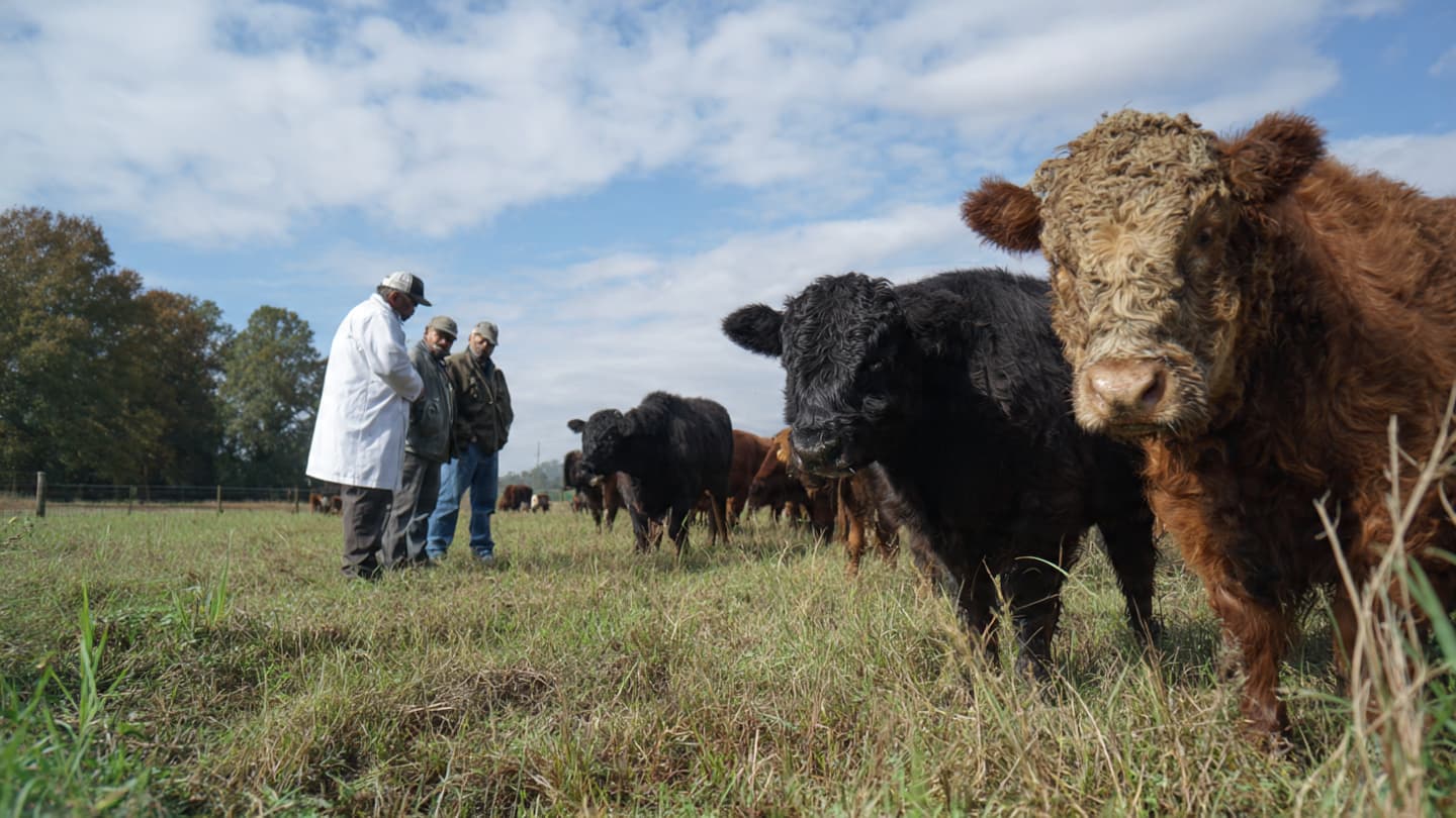 When Disease Disrupts the Herd, the Industry Faces Difficult Choices