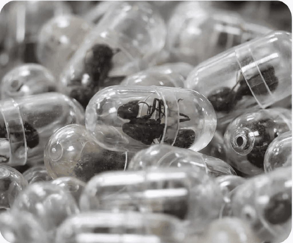 Bizarre Bust: Chinese Traveler Jailed After Attempting to Smuggle 2,200 Live Ants Out of Kenya