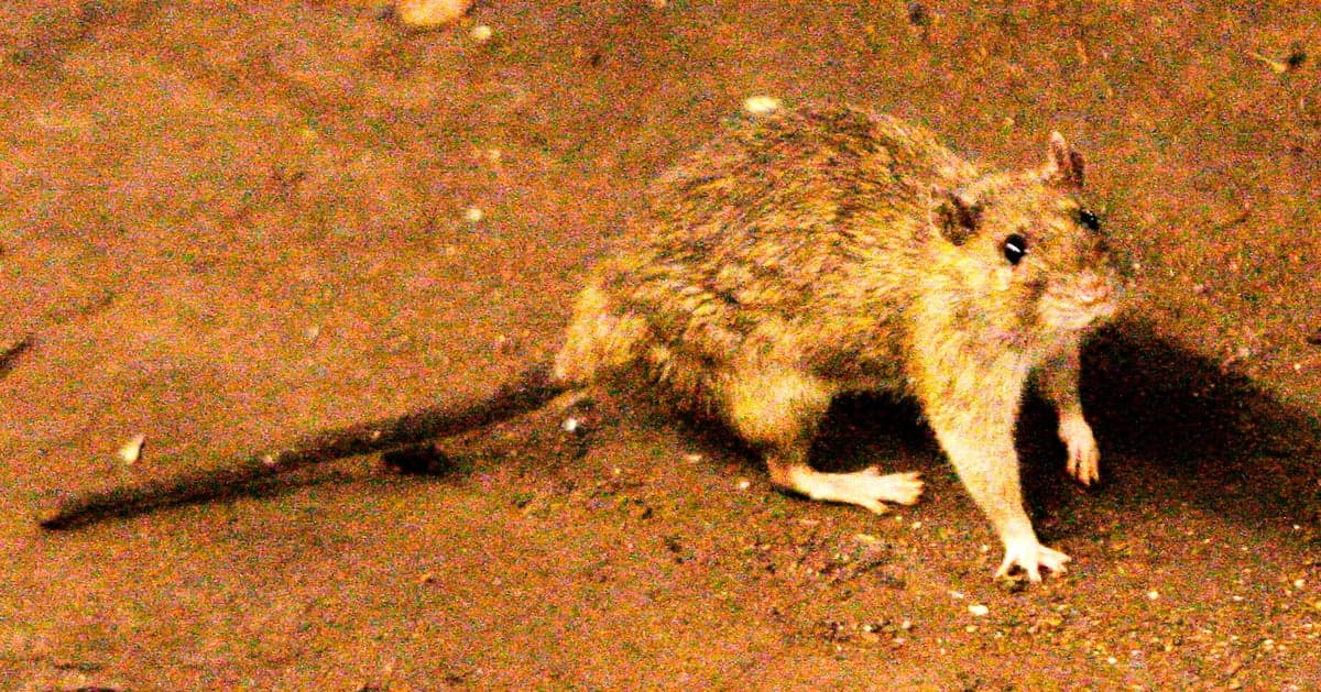 Suspected Hantavirus Outbreak on Cruise Ship Kills 3, World Health Organization Reports