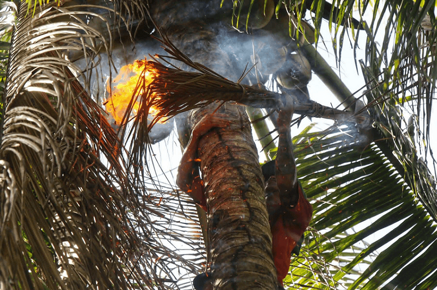 Smoke and Sting: The Ancient Dance of Fire and Bees in Davao’s Coconut Groves