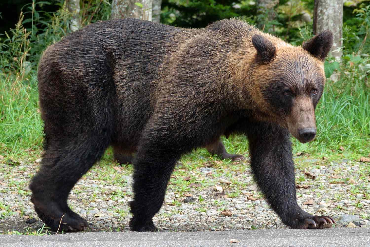 Le Japon confirme la première attaque mortelle d'ours de l'année, deux autres suspectées