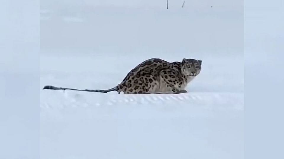 Snow Leopard Attacks Skier in China’s Xinjiang Region