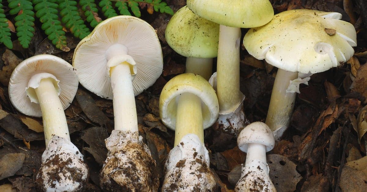 Four Dead and Three Receive Liver Transplants After Consuming Death Cap Mushrooms in California