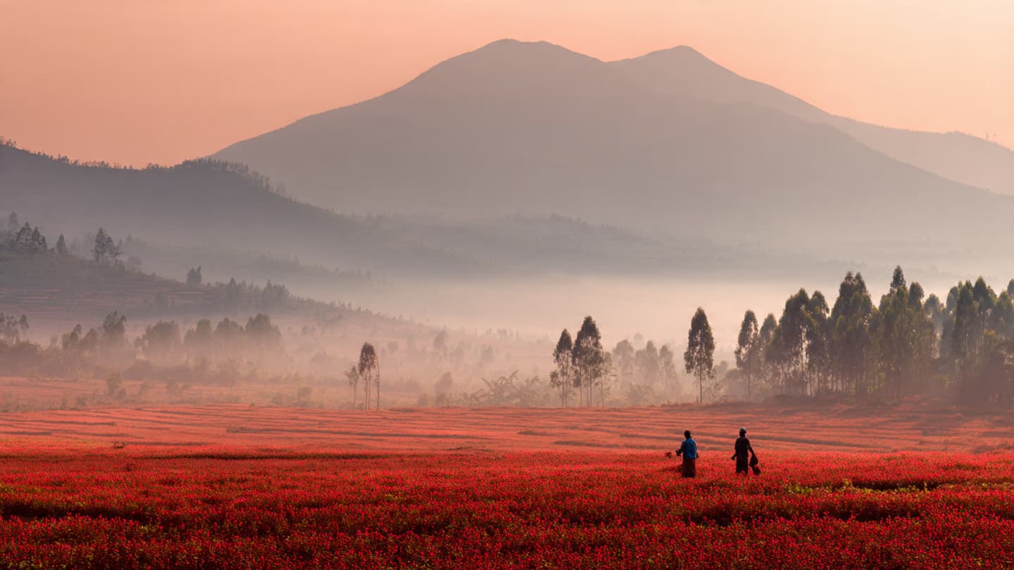 Red Crops, Wider Roads: The Subtle Transformation of Rural Rwanda Through Global Trade