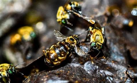 For the First Time in History: A Country Grants Legal Rights to Insects