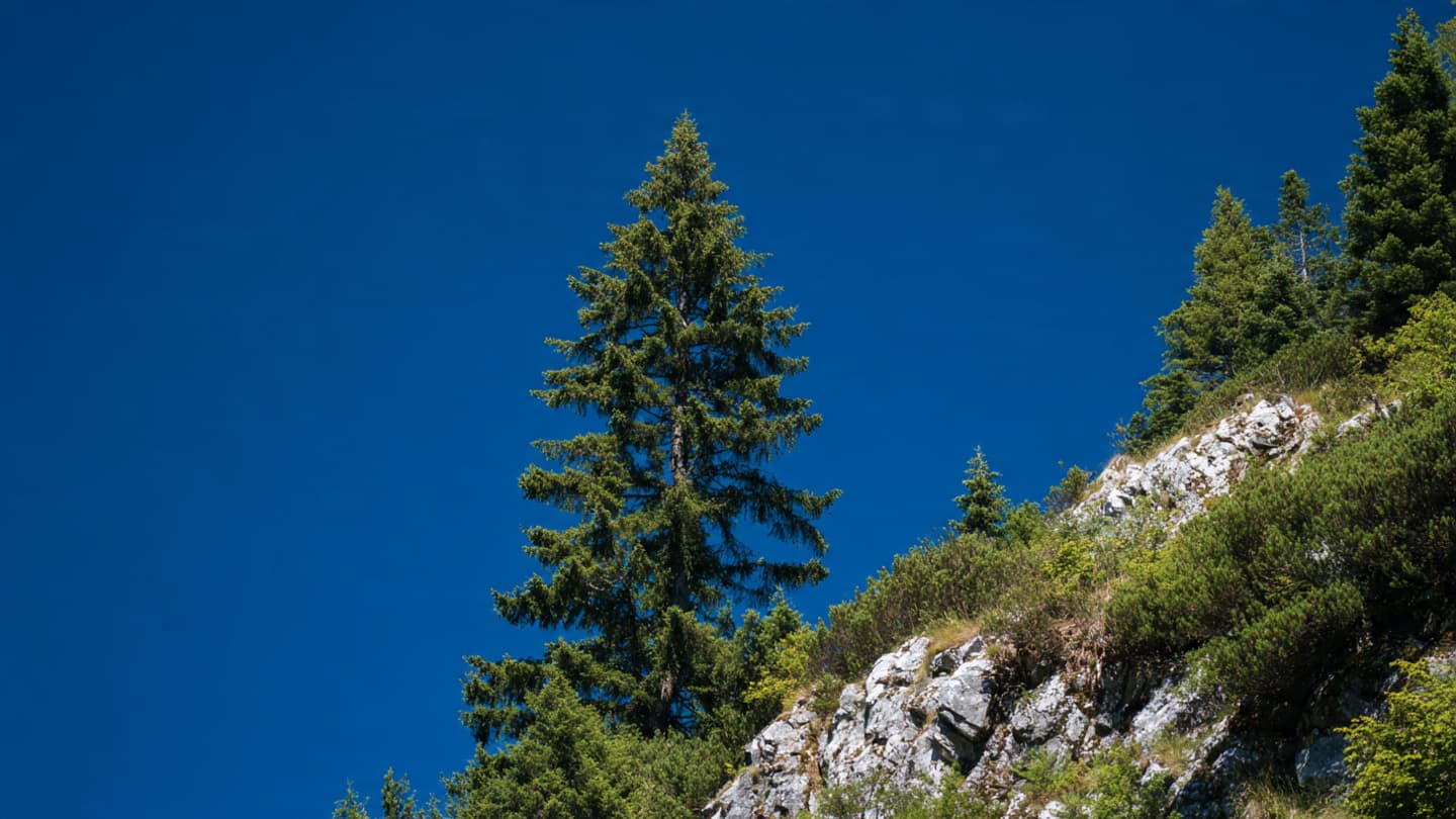 Beneath the Silver Fir: Finding the Soul of the Land in the Prehistoric Forest Depths