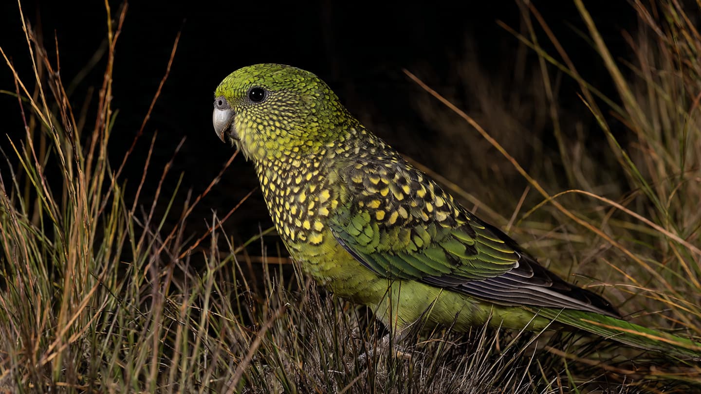 The Emerald Ghost of the Spinifex Plains, Finding a Shadow in the Great Australian