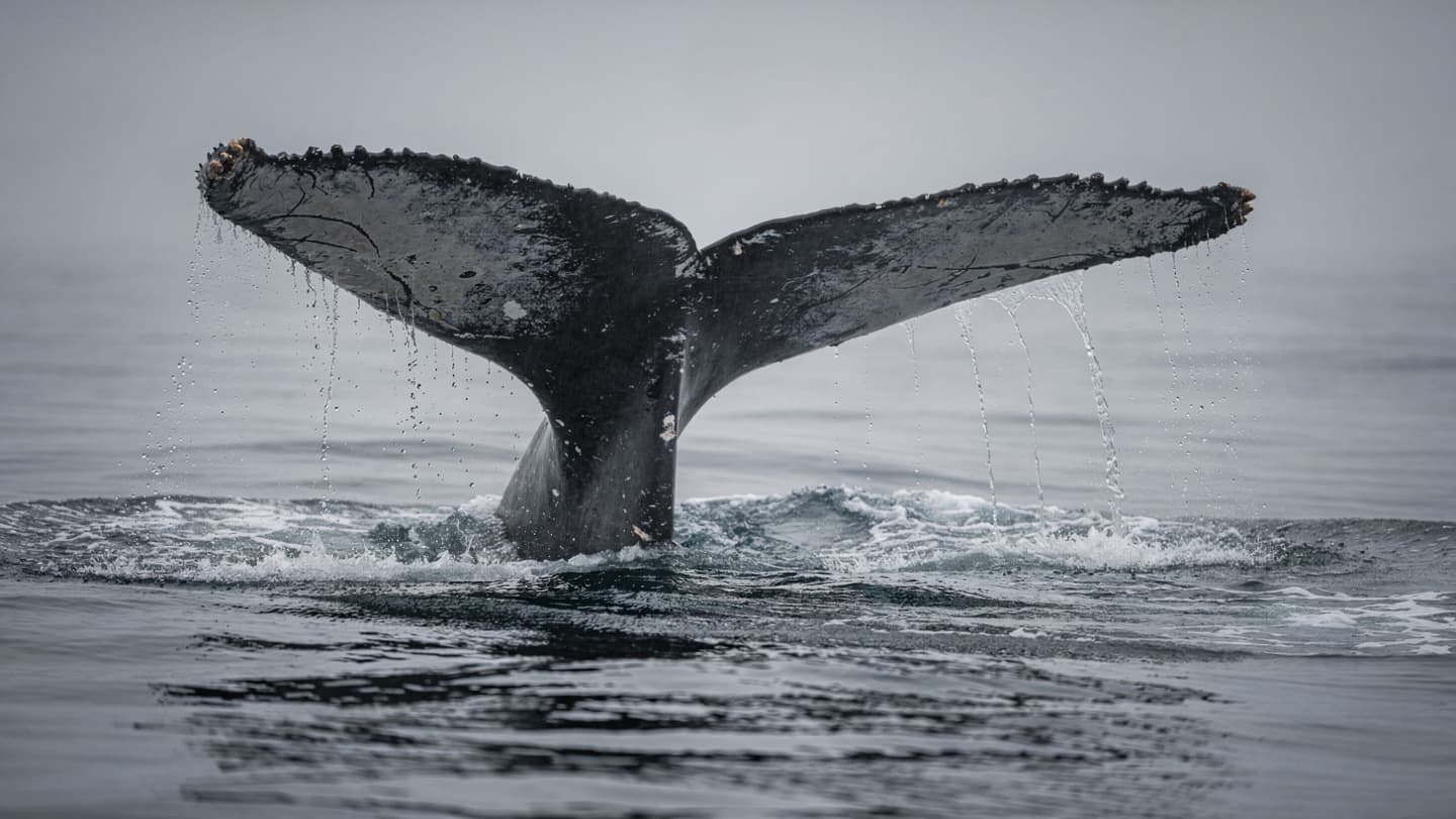 A Silent Passing in the Cook Strait: Reflections on the Migration of Ancient Souls