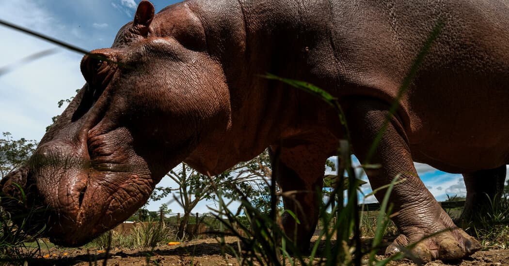 Colombians Divided Over the Fate of Hippos Linked to Pablo Escobar