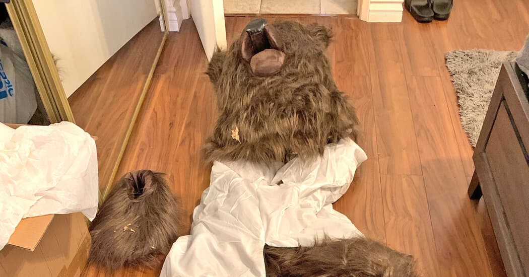 Humans Who Used a Bear Suit to Defraud Car Insurers Sentenced to Jail
