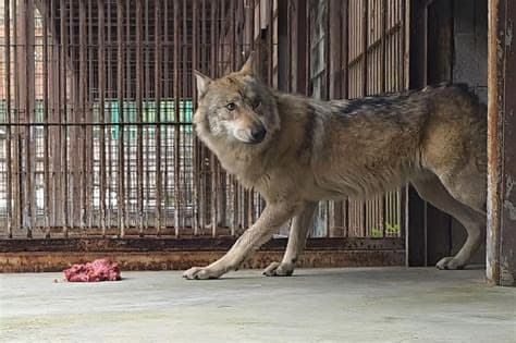 South Korea's Zoos Face Reckoning After Repeated Deaths, Escapes