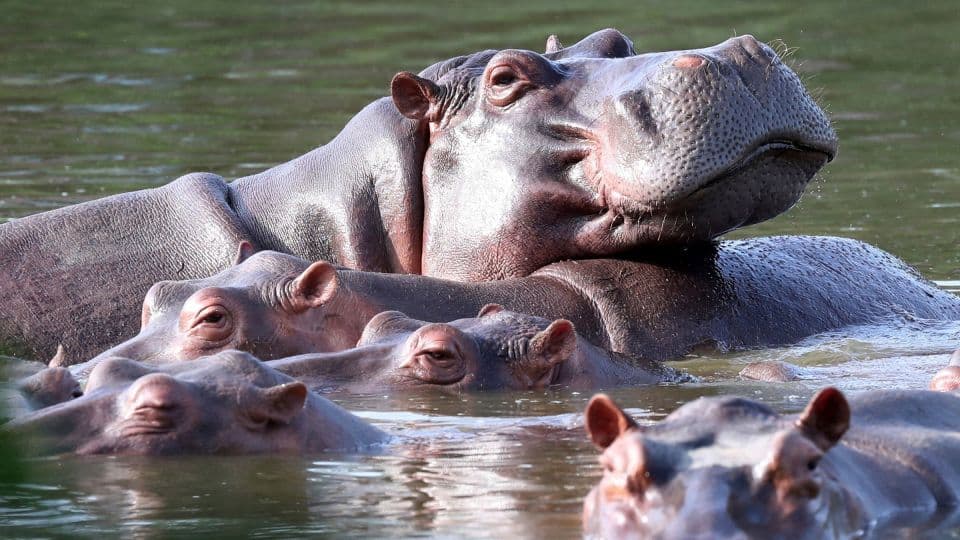 Indian Billionaire Heir Offers to Save 80 of Pablo Escobar’s ‘Cocaine Hippos’ from Colombian Cull