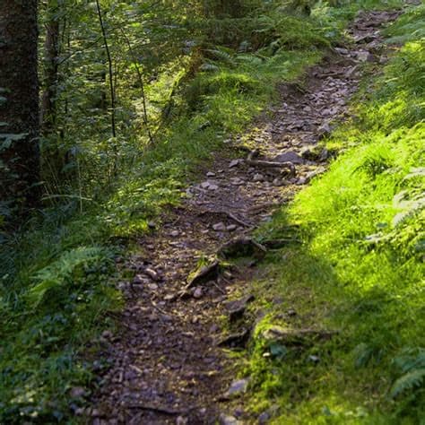 Wolf Trail: Europe’s New 3,500 km Hiking Route from the Baltic to the Adriatic
