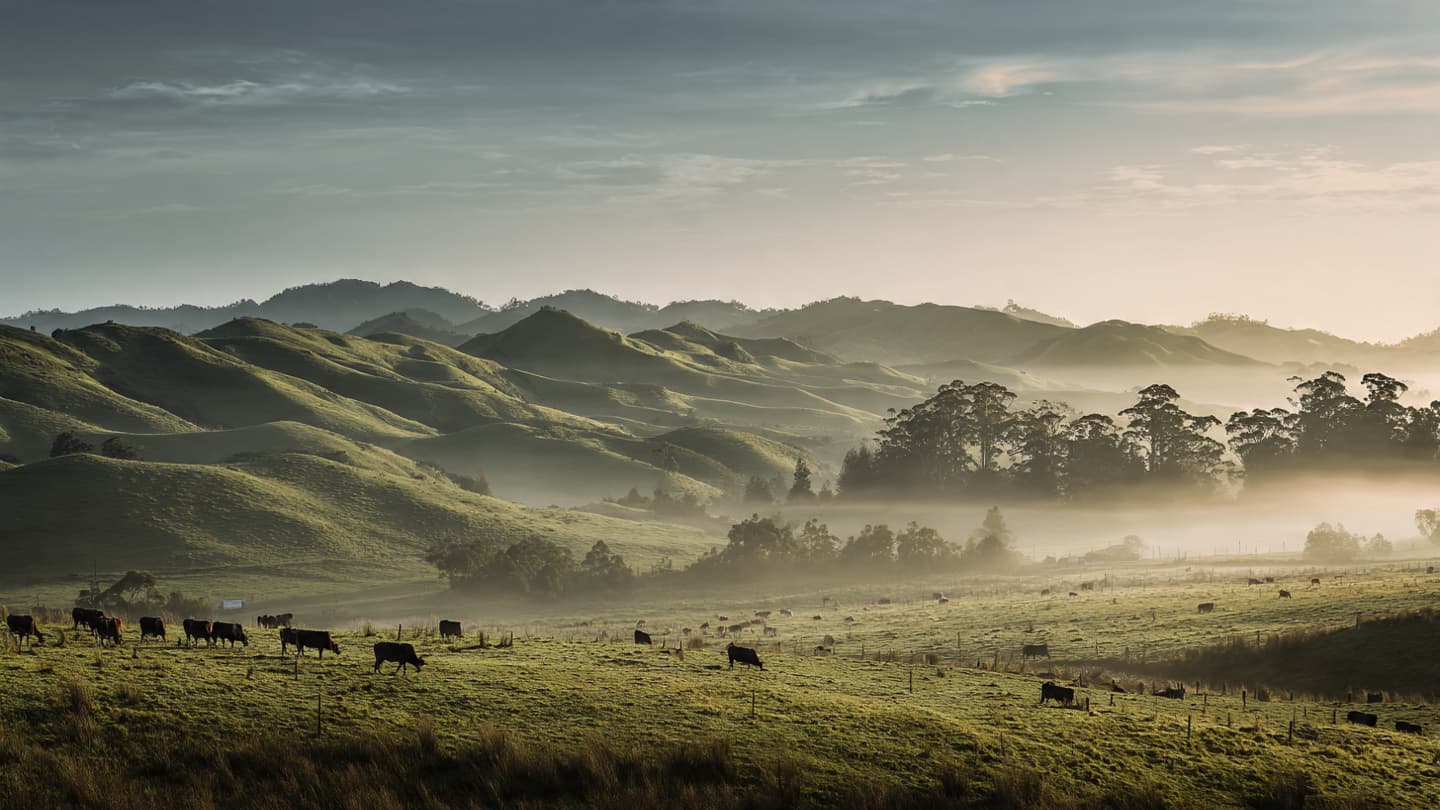 The Rising Tide of the Pail: On the Near-Record Surge of New Zealand Dairy Wealth