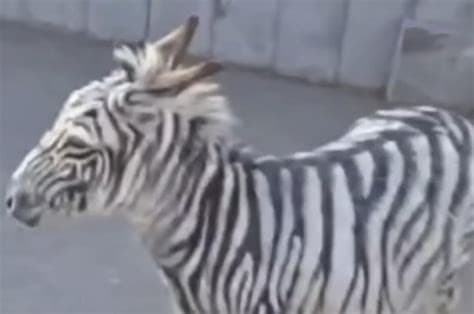 'Escaped Zebra' in Armenia Turns Out to Be a Painted Donkey