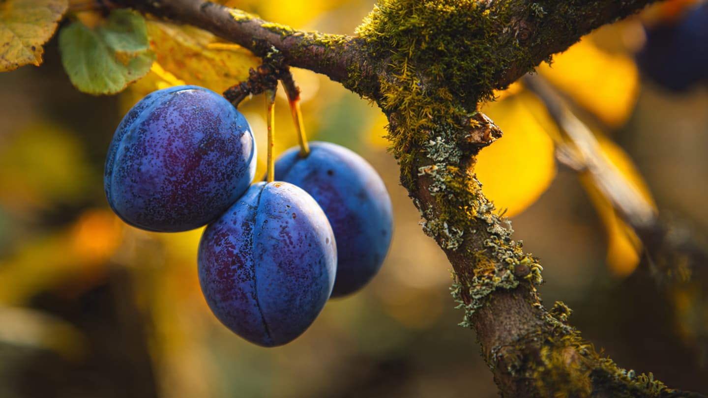 The Scent of the High Autumn Harvest, Reflections on the Purple Hills of Serbia