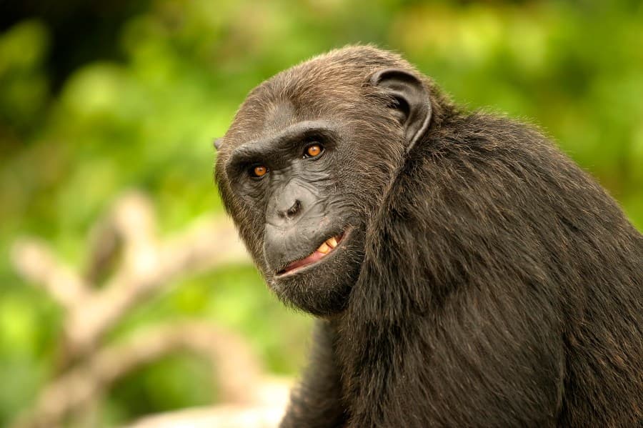 Rare Chimpanzee Civil War Erupts: A Once-in-500-Years Conflict